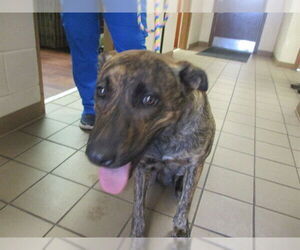 Catahoula Leopard Dog-Unknown Mix Dogs for adoption in Ocala, FL, USA