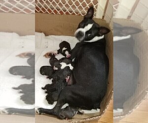 Mother of the Boston Terrier puppies born on 09/03/2020