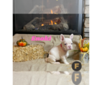 Puppy 2 French Bulldog