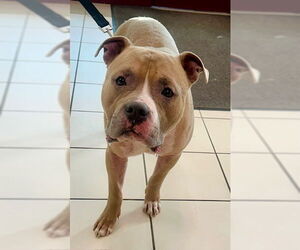 American Pit Bull Terrier Dogs for adoption in Derwood, MD, USA