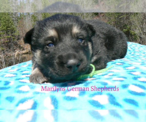 Medium Photo #4 German Shepherd Dog Puppy For Sale in PIEDMONT, MO, USA