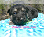 Small #3 German Shepherd Dog