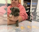 Small Photo #6 American Pit Bull Terrier Puppy For Sale in TACOMA, WA, USA