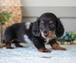 Small #3 Dachshund