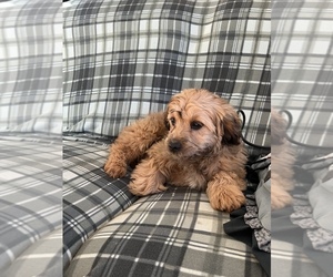 Cavapoo Puppy for sale in FREDERICK, MD, USA
