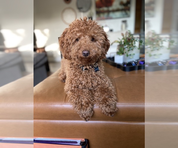 Medium Photo #1 Cockapoo (Miniature) Puppy For Sale in ELK GROVE, CA, USA