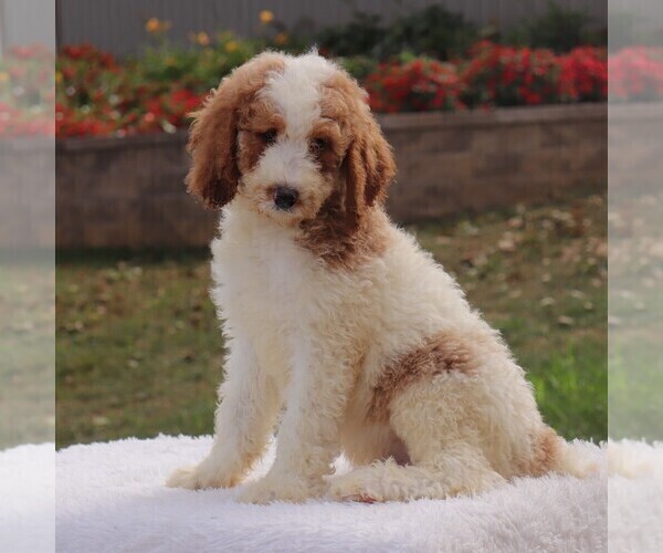 Medium Photo #3 Poodle (Standard) Puppy For Sale in GAP, PA, USA