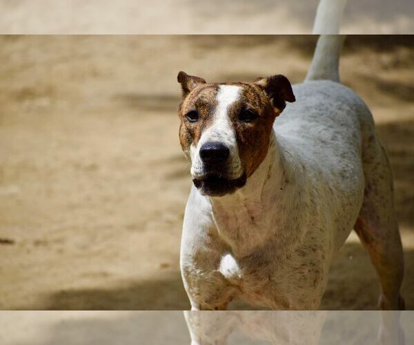 Medium Photo #6 Bull Terrier-Unknown Mix Puppy For Sale in Brooklyn, NY, USA