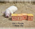 Small #3 Great Pyrenees