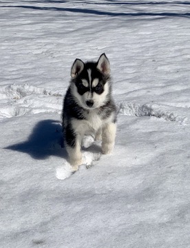 Medium Photo #4 Siberian Husky Puppy For Sale in MORGANTOWN, IN, USA