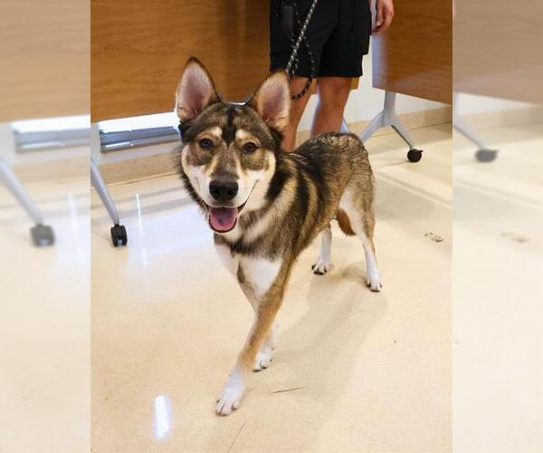 Medium Photo #1 Siberian Husky-Unknown Mix Puppy For Sale in San Antonio, TX, USA