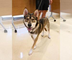 Siberian Husky-Unknown Mix Dogs for adoption in San Antonio, TX, USA