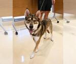 Small Siberian Husky Mix