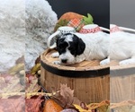 Small Photo #9 Goldendoodle mix (+ Poodle Miniature) Puppy For Sale in HAYDEN, AL, USA