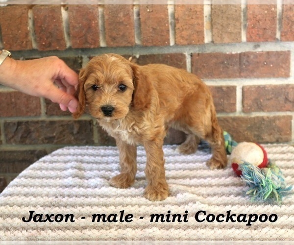 Medium Photo #3 Cockapoo Puppy For Sale in CLARKRANGE, TN, USA