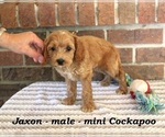 Small #2 Cockapoo