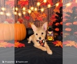 Image preview for Ad Listing. Nickname: CHORKI