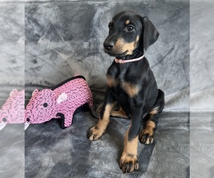 Doberman Pinscher Puppy for sale in PHOENIX, AZ, USA