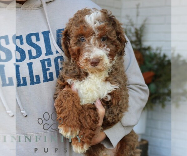 Medium Photo #2 Bernedoodle (Miniature) Puppy For Sale in NARVON, PA, USA