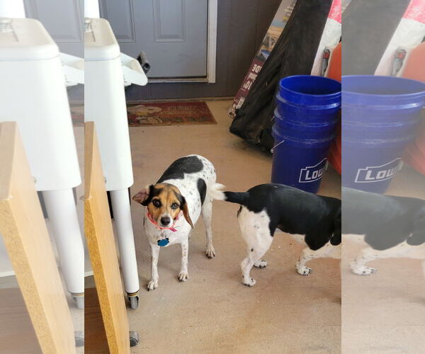 Medium Photo #4 Beagle Puppy For Sale in Las Vegas, NV, USA