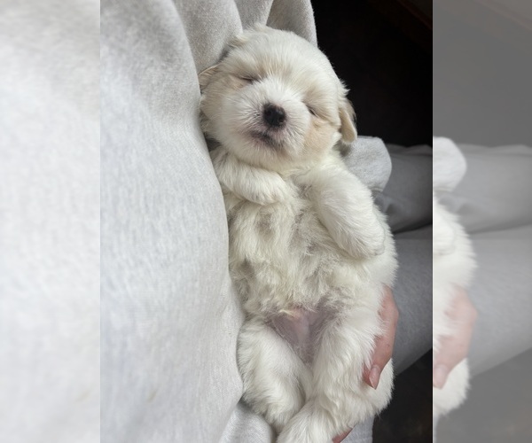 Medium Photo #13 Coton de Tulear Puppy For Sale in BIG RAPIDS, MI, USA