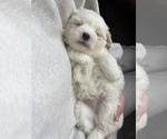 Small #12 Coton de Tulear