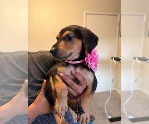 New Light Litter Ember Pink Collar - Located in CA - Female Mutt Dog for Adoption - Photo #2