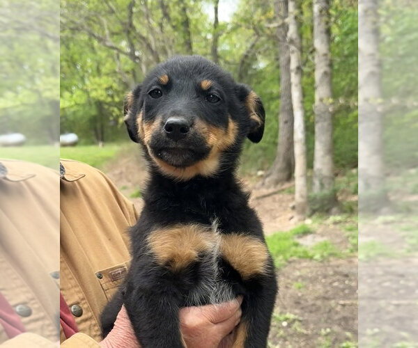 Medium Photo #3 Australian Shepherd-Unknown Mix Puppy For Sale in Bolivar, MO, USA
