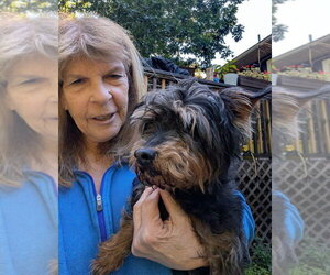 Tuti - Female Affenpinscher-Unknown Mix Dog for Adoption - Photo #3