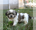 Image preview for Ad Listing. Nickname: Polly