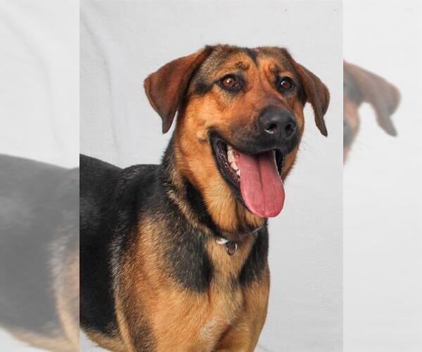 Medium Photo #1 Doberman Pinscher-German Shepherd Dog Mix Puppy For Sale in Burbank, CA, USA