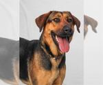 Small Doberman Pinscher-German Shepherd Dog Mix