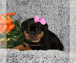 Small Photo #2 Rottweiler Puppy For Sale in COCHRANVILLE, PA, USA