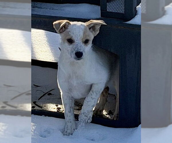 Medium Photo #1 Australian Shepherd-Unknown Mix Puppy For Sale in Genesee, WI, USA