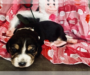 Beagle Dog for Adoption in VERNAL, Utah USA