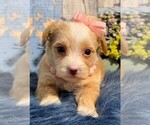 Puppy Puppy 1 Yorkipoo