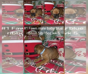 Boxer Puppy for sale in LINN GROVE, IN, USA