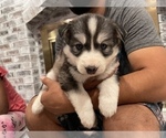 Small Photo #19 Siberian Husky Puppy For Sale in KANSAS CITY, MO, USA