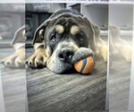 Small Bulldog Mix