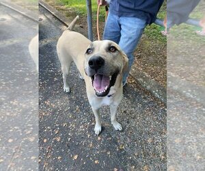 Anatolian Shepherd-Unknown Mix Dogs for adoption in Abbeville, LA, USA