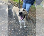 Small Anatolian Shepherd Mix