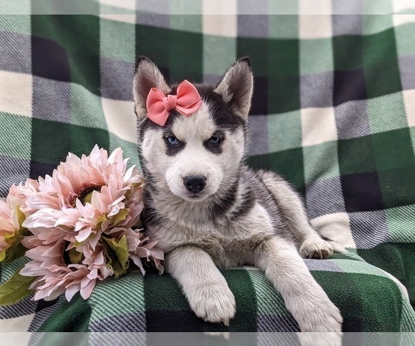 Medium Photo #7 Siberian Husky Puppy For Sale in QUARRYVILLE, PA, USA