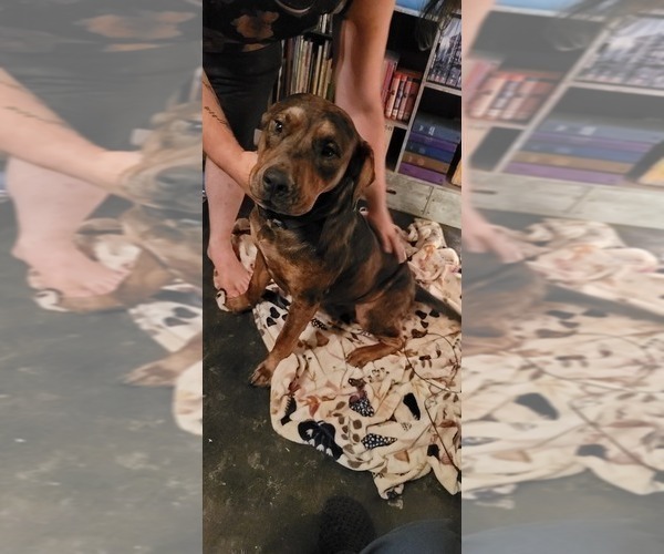 Medium Photo #1 Catahoula Leopard Dog Puppy For Sale in CLAREMONT, NC, USA