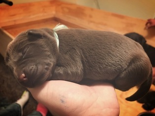 Labrador Retriever Puppy for sale in SNELLVILLE, GA, USA