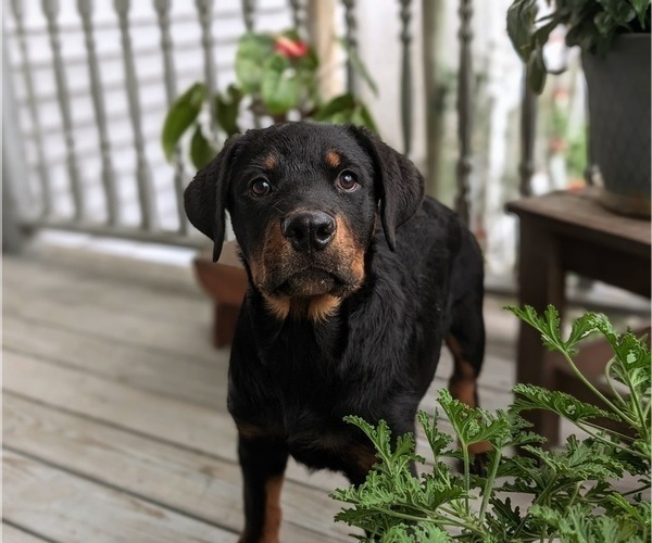 Medium Photo #4 Rottweiler Puppy For Sale in CHRISTIANA, PA, USA
