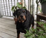 Small Photo #4 Rottweiler Puppy For Sale in CHRISTIANA, PA, USA