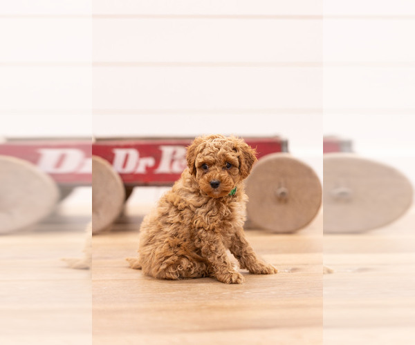 Medium Photo #17 Poodle (Miniature) Puppy For Sale in ASH GROVE, MO, USA