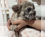 Small #5 French Bulldog