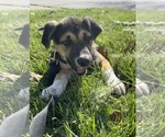 Small #13 Siberian Husky Mix