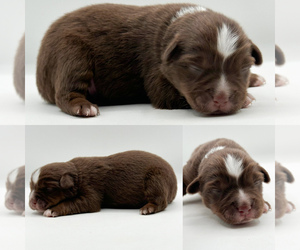 Miniature Australian Shepherd Puppy for sale in BROOKER, FL, USA